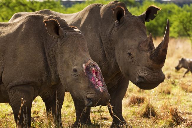 Afrikaner rhino rancher seeks South African court’s approval to export 479 rhino horns to Canada, U.S., and China