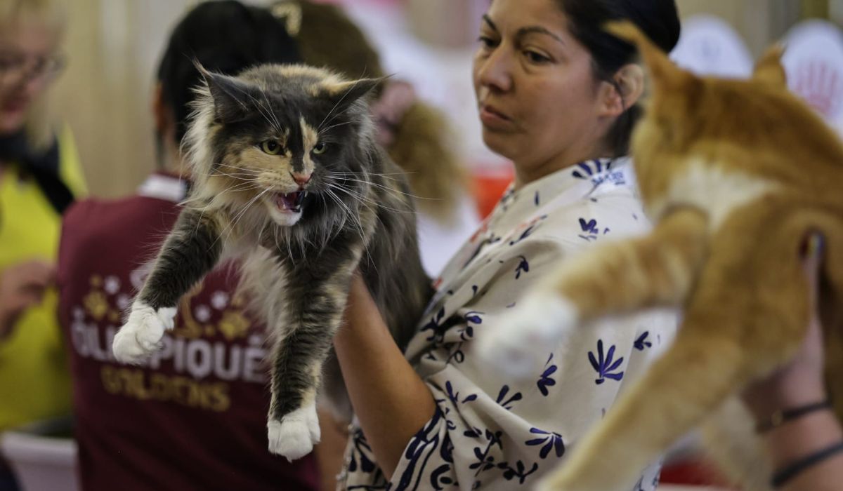 Expoziție de pisici la București: O nouă rasă de pisici va fi prezentată, în premieră, în România la evenimentul dedicat felinelor