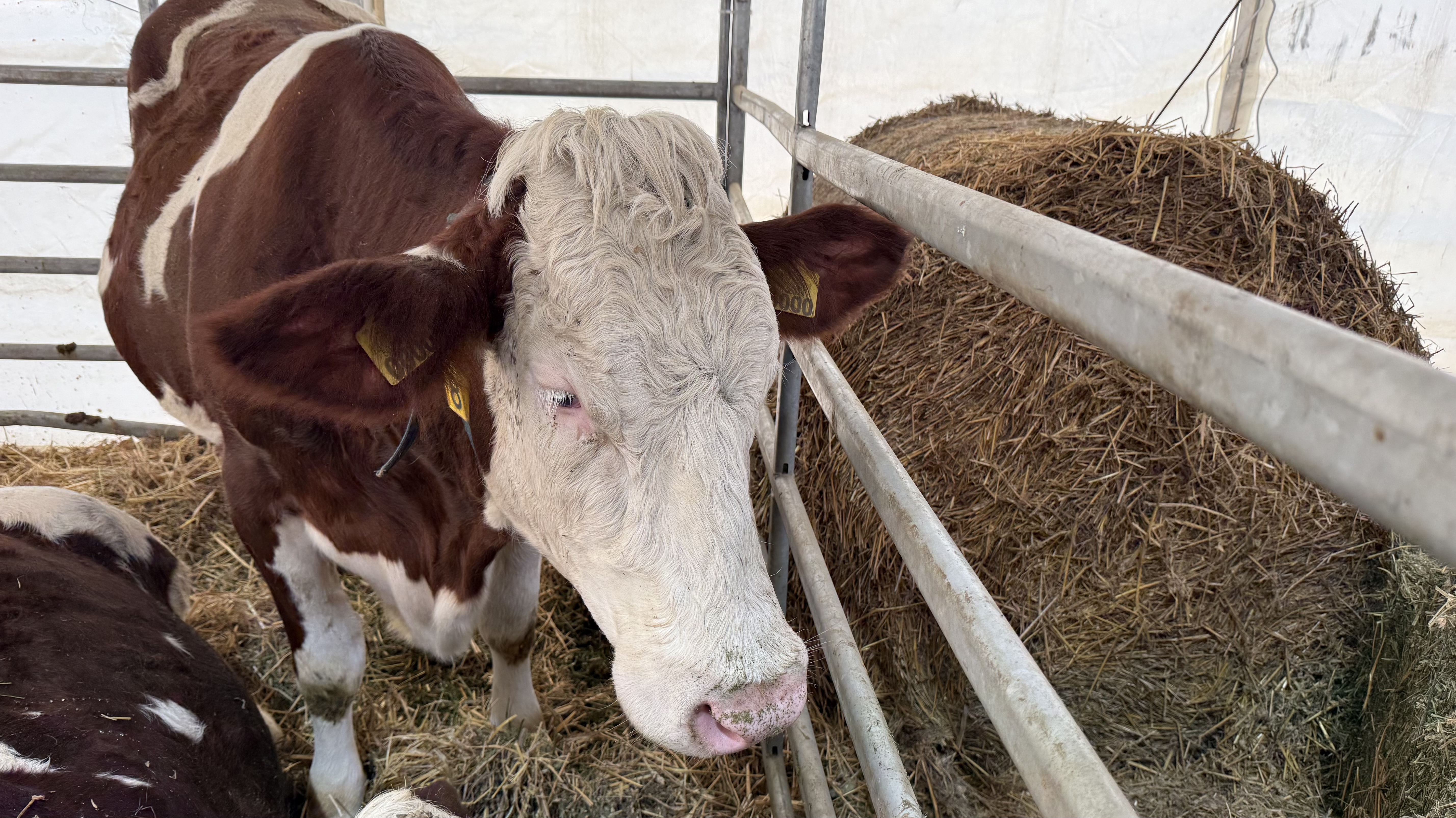 „Vaca mea produce peste 50 de litri pe zi. O iubim ca pe un membru al familiei”. Cum arată o zi de weekend la Indagra, cel mai mare eveniment agricol din România