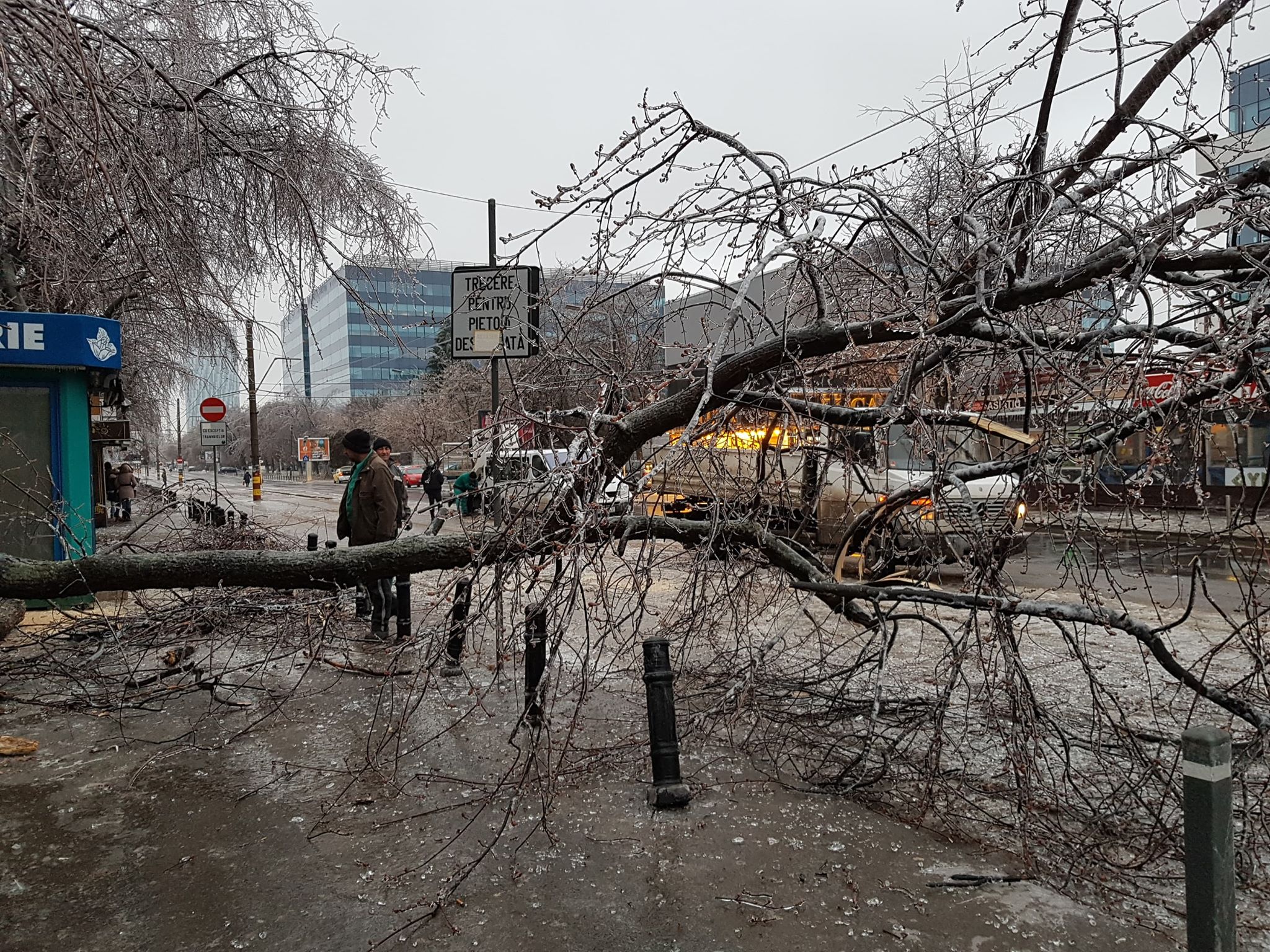 FOTO | Vremea face ravagii: Zeci de copaci doborâţi de vânt și gheață în Bucureşti și 49 de maşini avariate, în ultimele ore. Circulaţia pe anumite linii a tramvaielor şi a troleibuzelor, blocată
