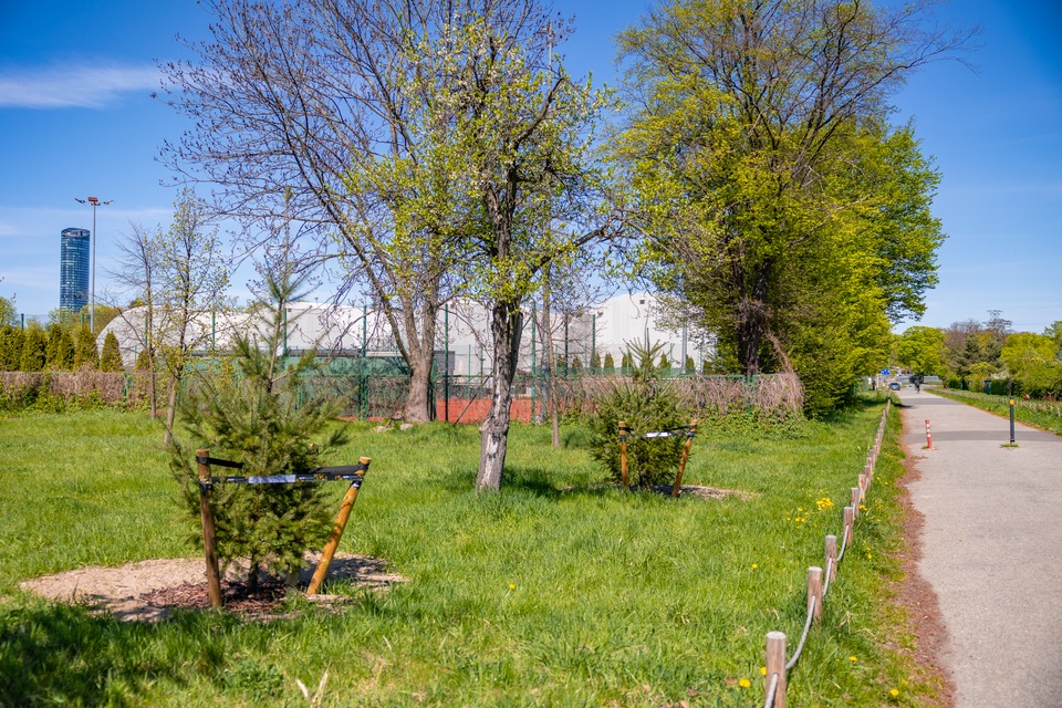 Aleja Armii Krajowej pięknie się zieleni!