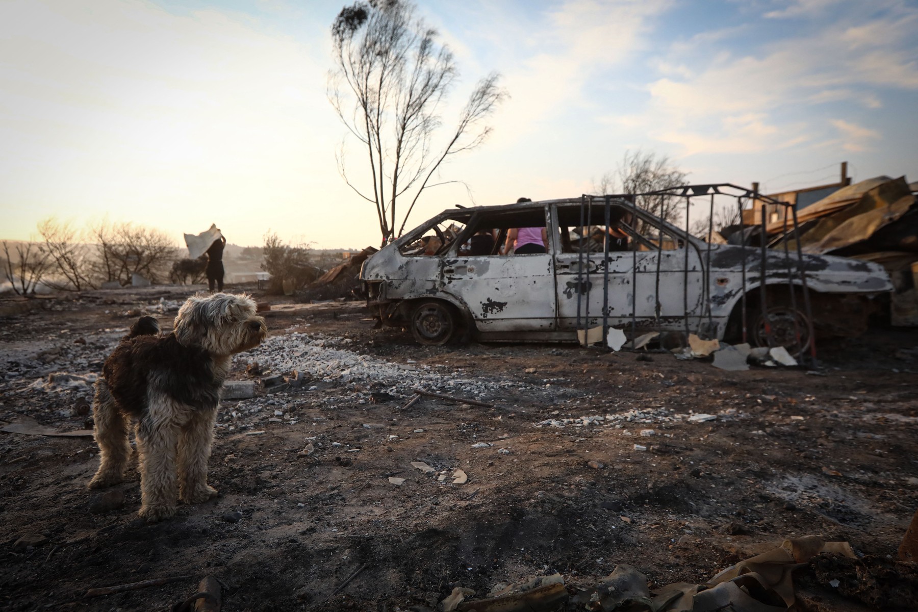 Animalele de companie, victime lăsate în urmă după incendiile din Chile, pe care veterinarii încearcă să-i salveze. „E o tragedie mult mai mare”