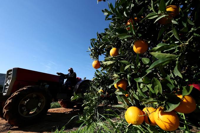 The US is buying more from South Africa again as farm exports hit $4.1 billion