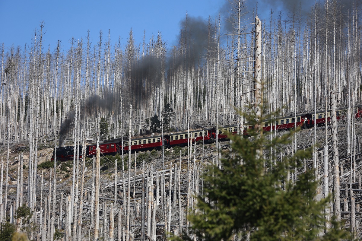 Pădurea din munții Harz a pierdut 100 de milioane de copaci în ultimii cinci ani