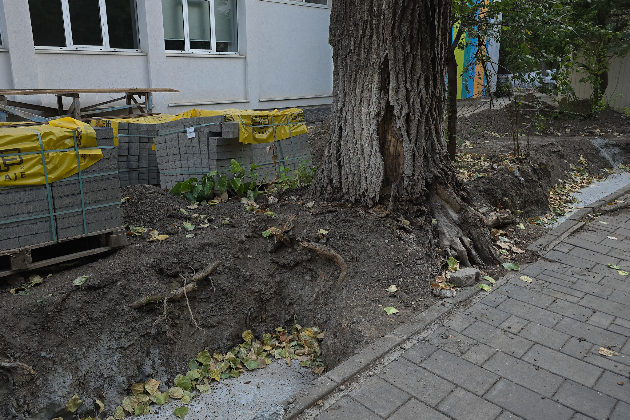 Au băgat excavatorul ca să facă șanțuri pentru gardul unei școli din București și au rupt rădăcinile a zeci de copaci
