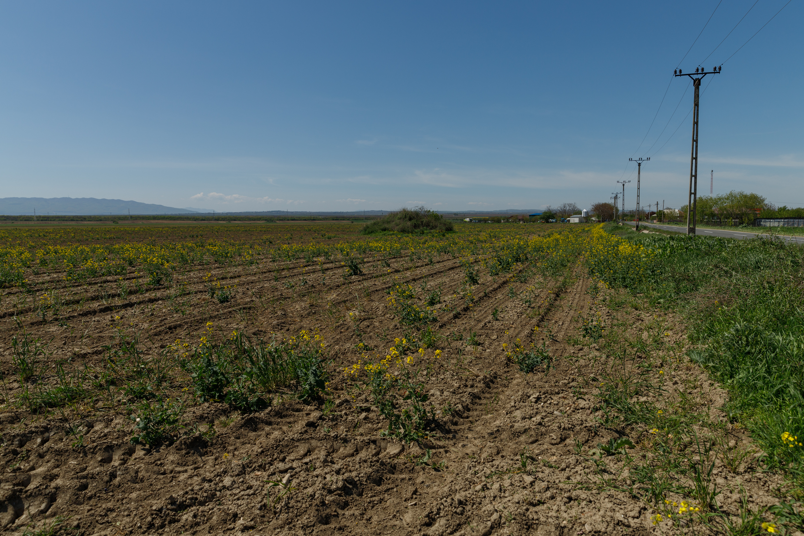 REPORTAJ. Care este noul pol al secetei din România unde zeci de fermieri se declară în faliment. Declarațiile oamenilor din generația nouă de agricultori 