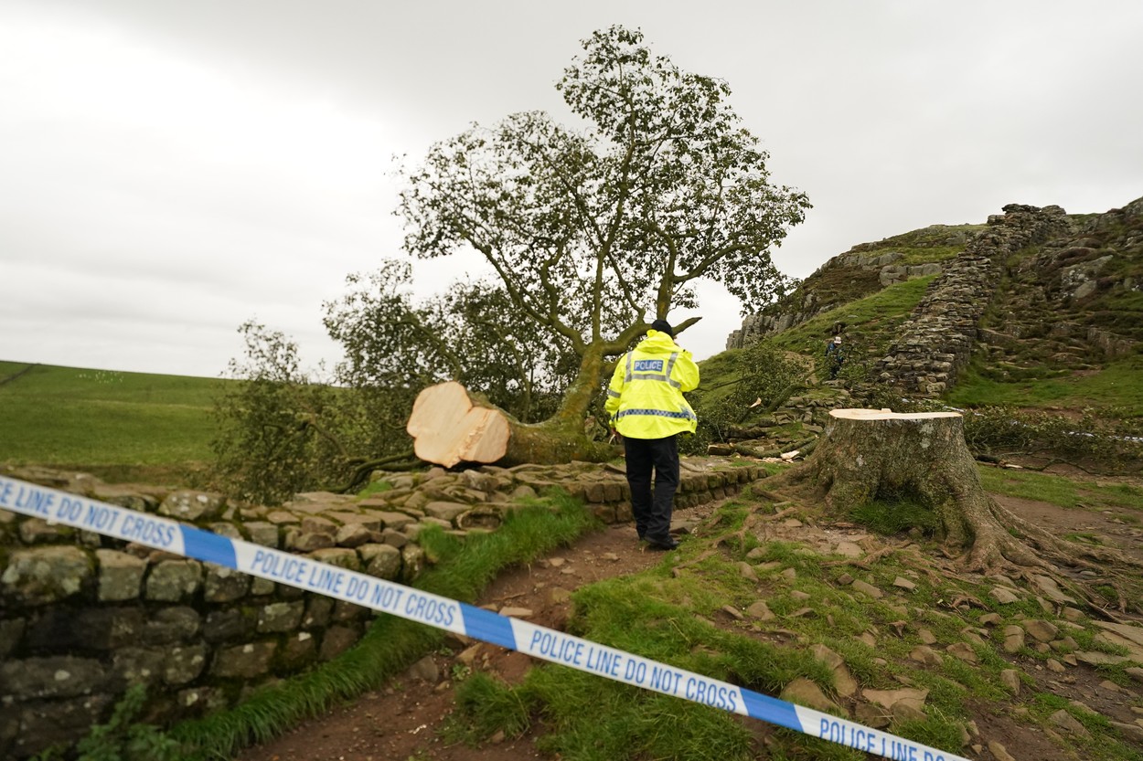 Un copac bătrân de peste 200 de ani, emblematic în Marea Britanie, a fost tăiat de un băiat de 16 ani. Adolescentul, arestat