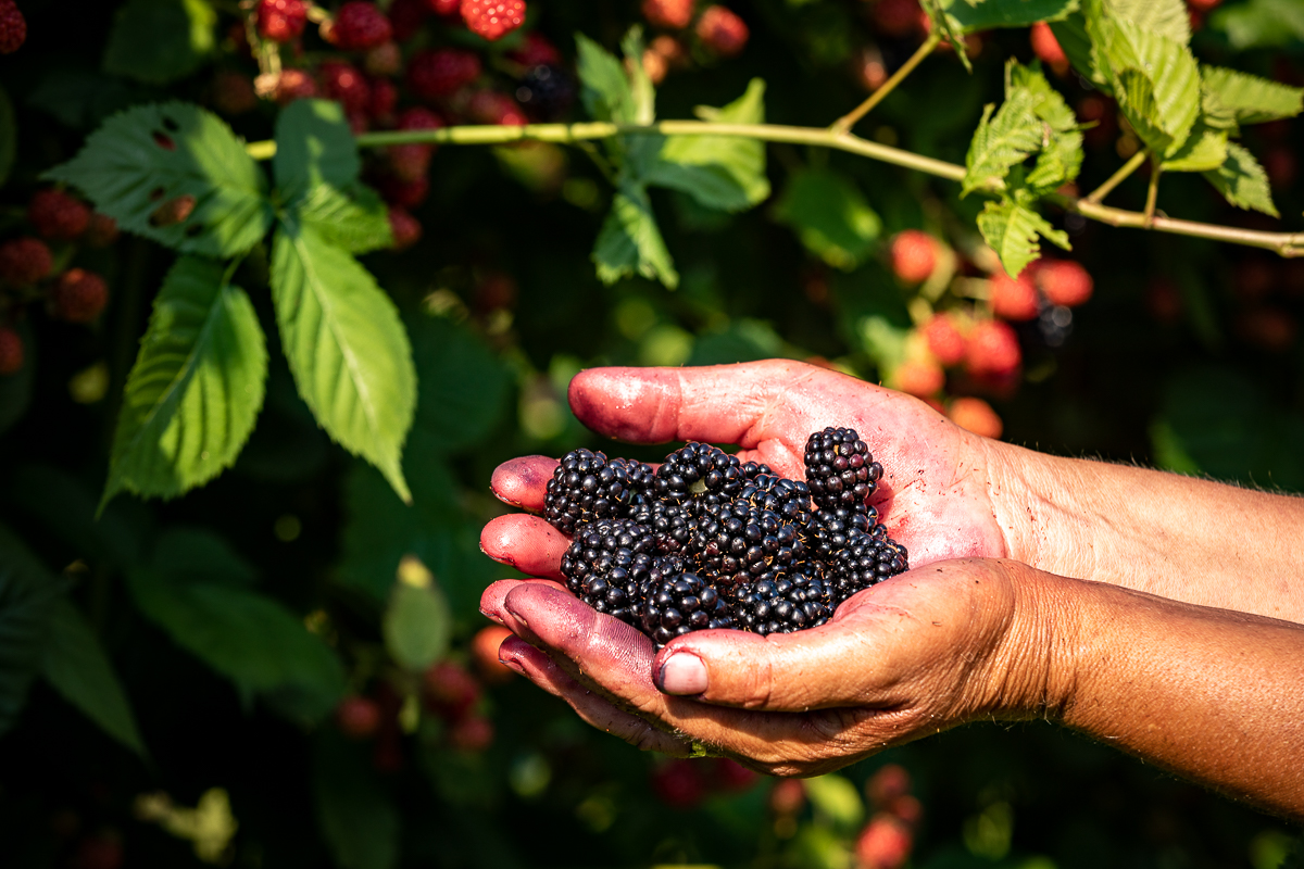Trei generații au pus pe picioare o plantație de fructe de pădure în Gorj. Nepotul a dezvoltat afacerea, părinții au pus banii, bunica Mărioara coordonează muncitorii