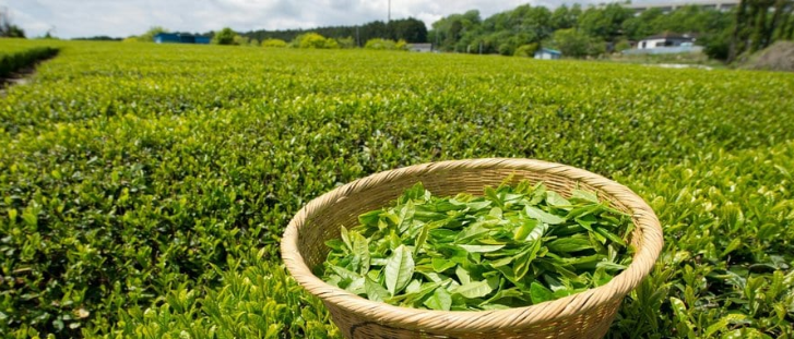 Middle East conflict threatens Kenya's $32.8m tea exports