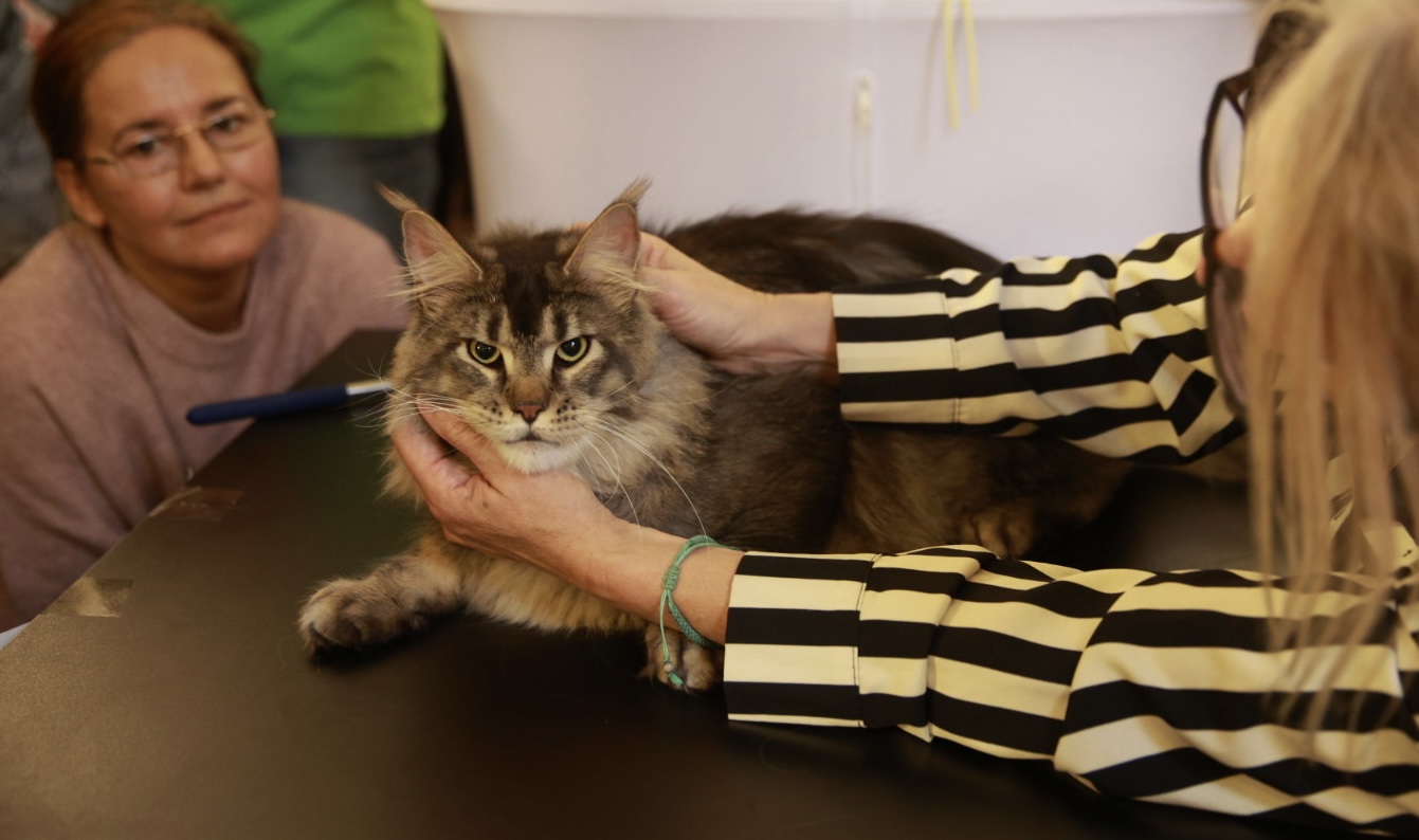 Pisici de top, priviri hipnotizante și povești spectaculoase. Cum a fost la Salonul Felin Internațional SofistiCAT