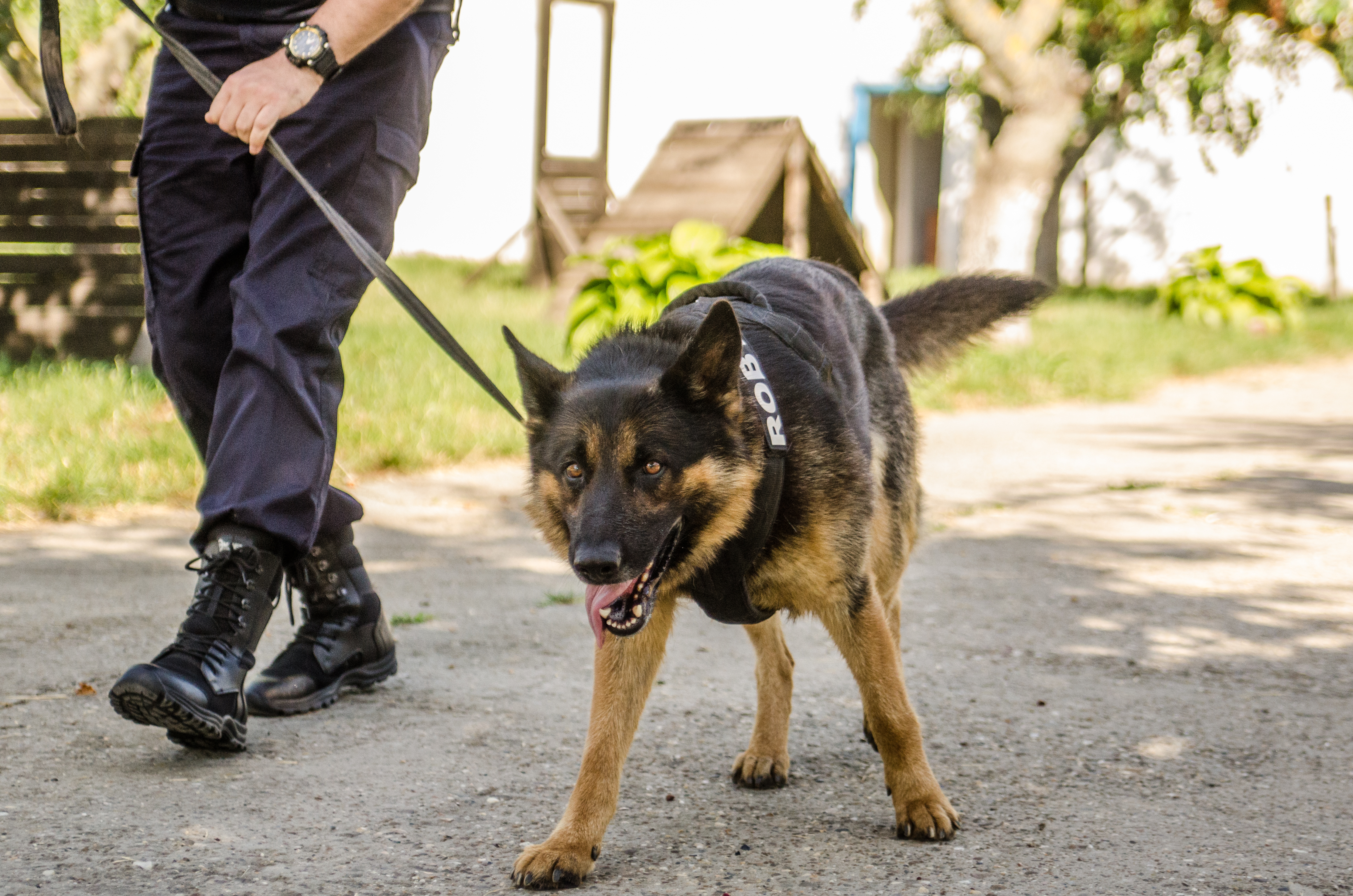 REPORTAJ/ Jandarmul Marius și câinele Mabanu, o prietenie mai presus de meserie. Deși a fost pensionat, ciobănescul german rămane cu plutonierul major/ (Foto&Video)