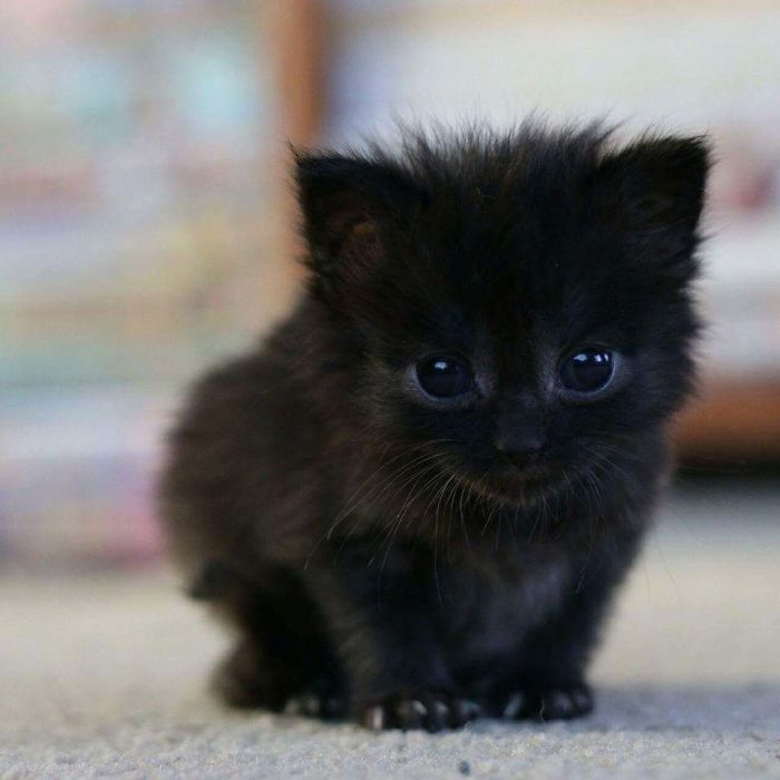 Why are black cats considered bad luck?