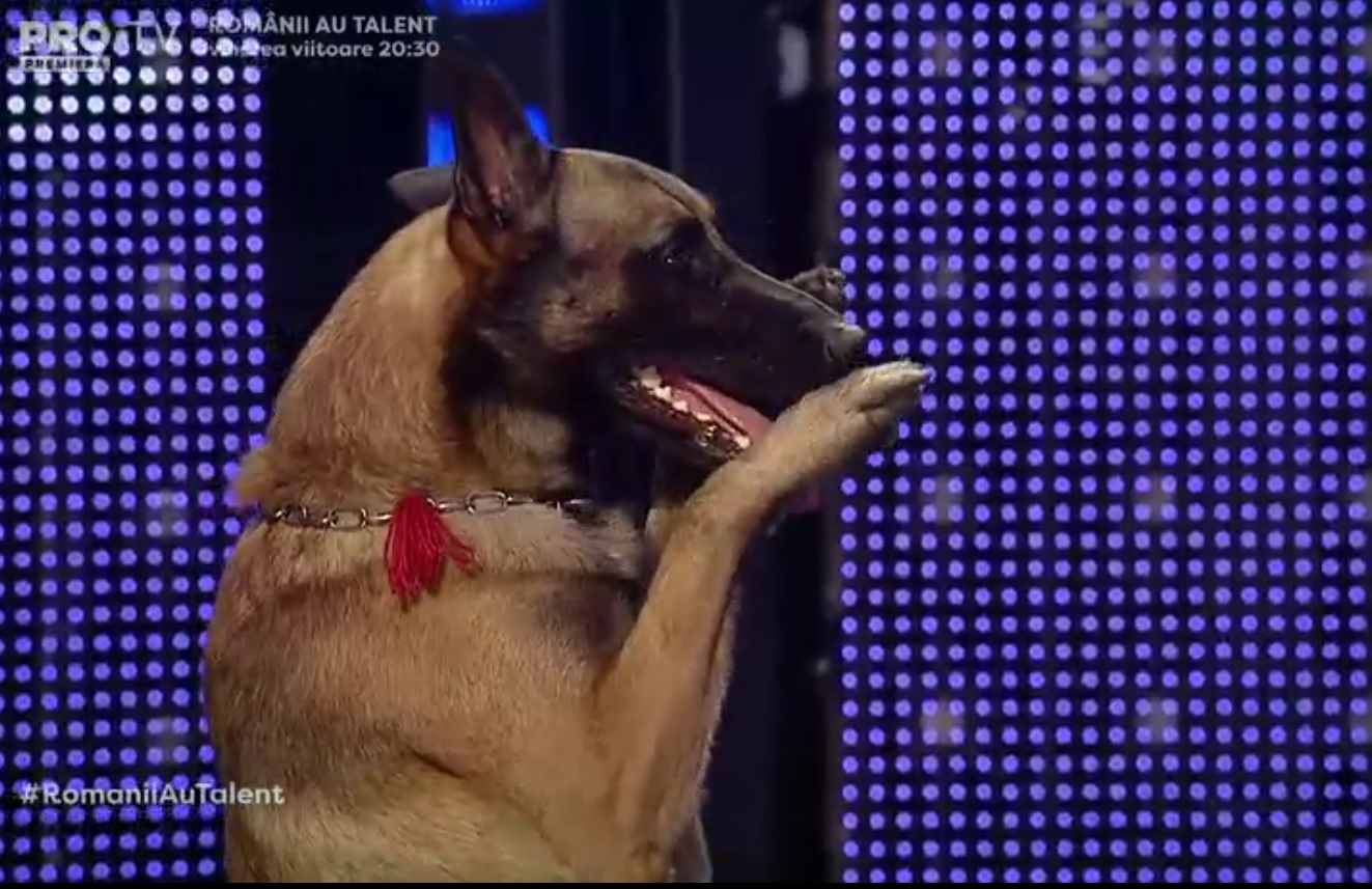 VIDEO | Câinele de frontieră care i-a lăsat fără cuvinte pe jurații Românii au talent