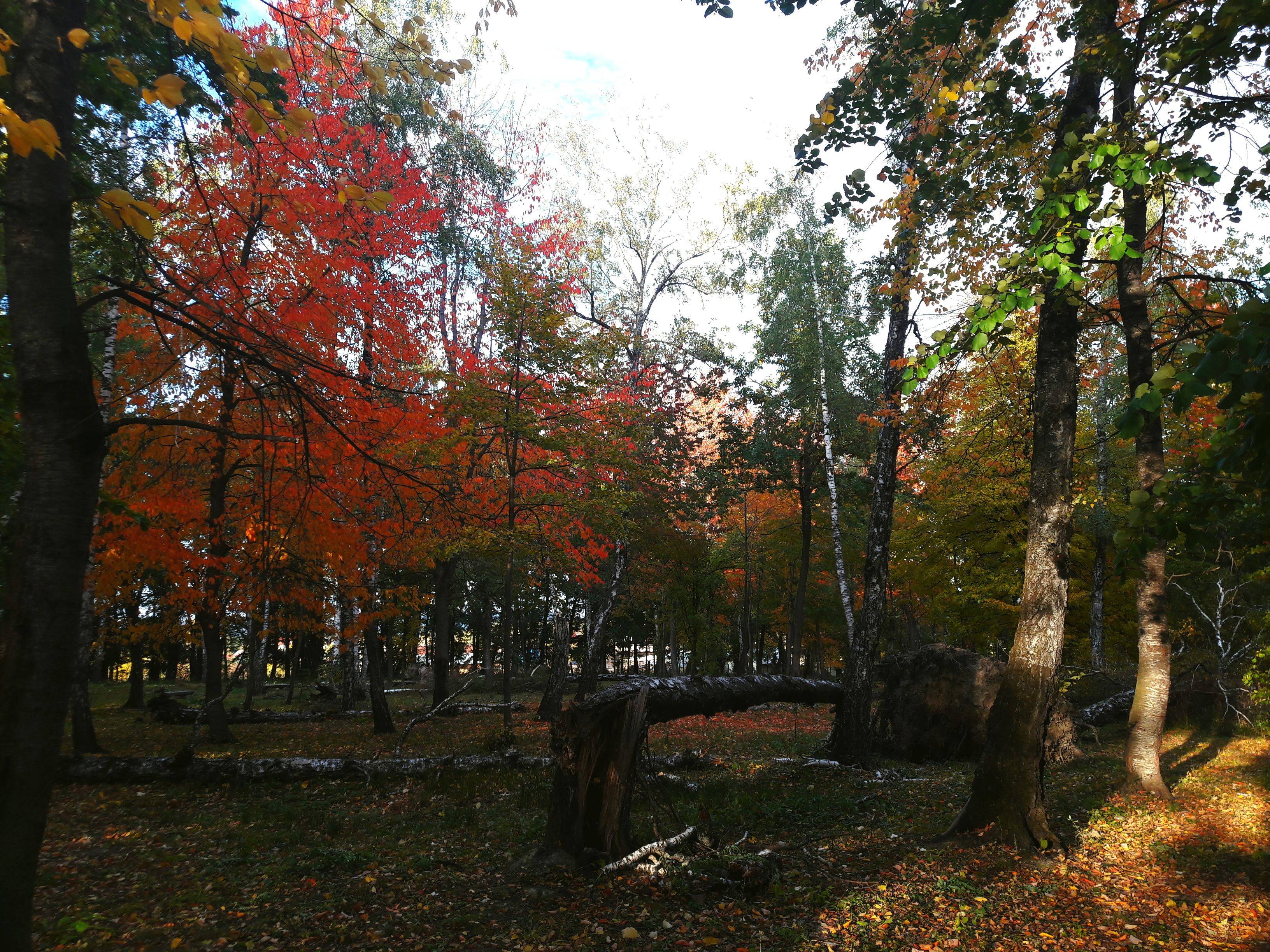 Fotografii prin lumea lui Mihai Eminescu. Toamna colorează spectaculos ”Codrii de aramă” și ”Pădurea de argint”