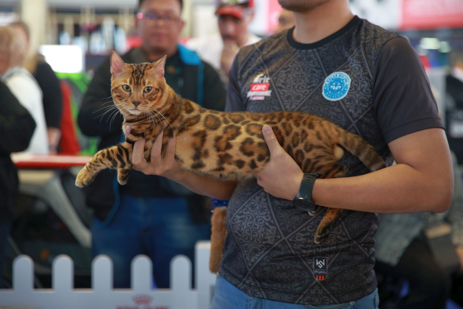 Libertatea a mers la Campionatul Mondial Felin. Bucureștiul, capitala mondială a pisicilor: peste 750 de feline din întreaga lume au strălucit la Romexpo