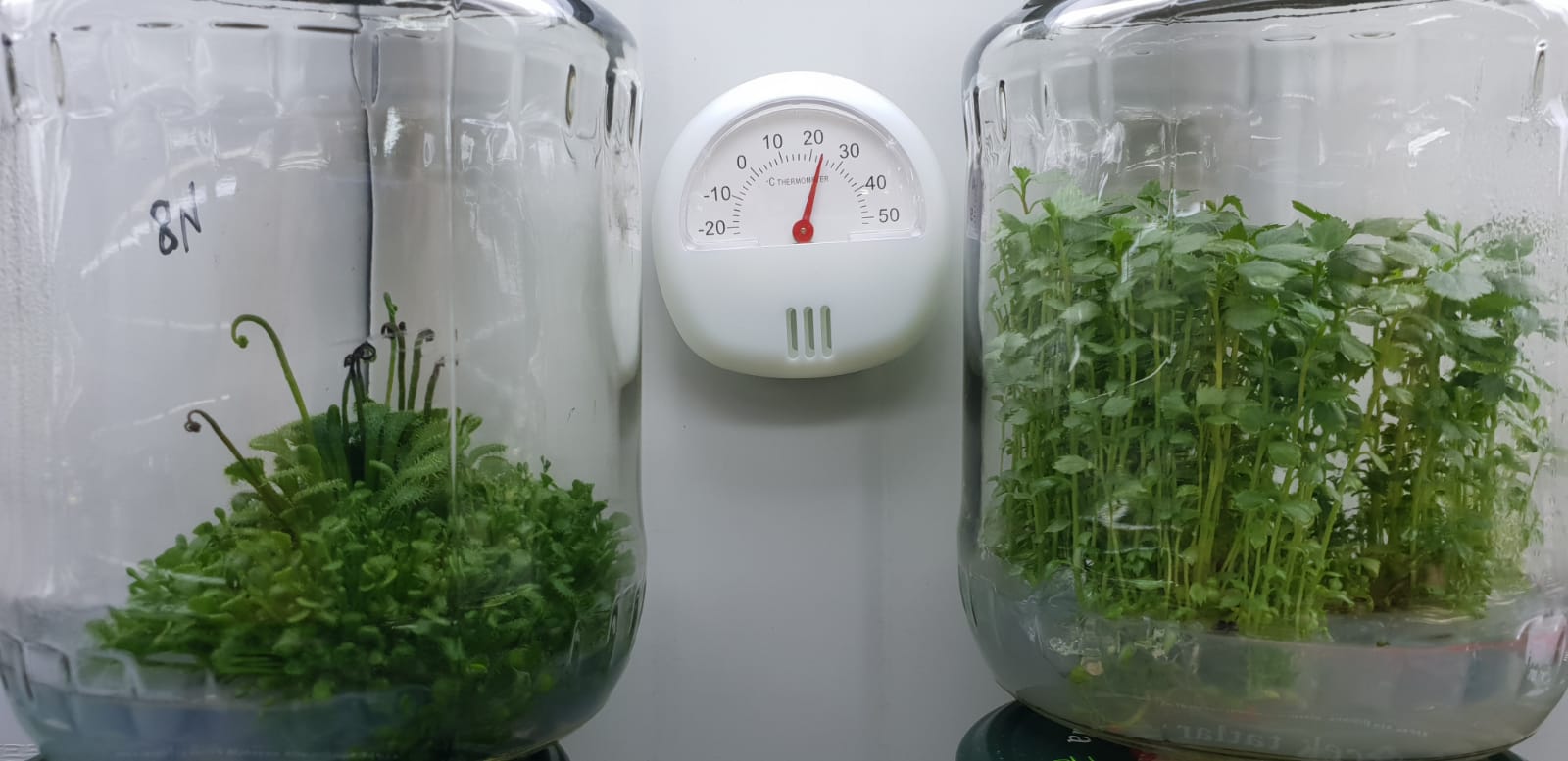 Românul care cultivă un milion de plante in vitro pe an: “Se întorc oamenii de afară. De ce să muncească pe plantația altuia pe o mie de euro, când poate lua 30 de mii pe a lui?”