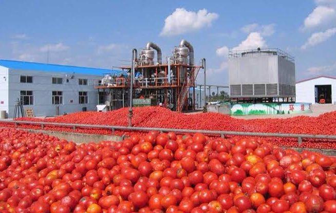 Tomato-Plant