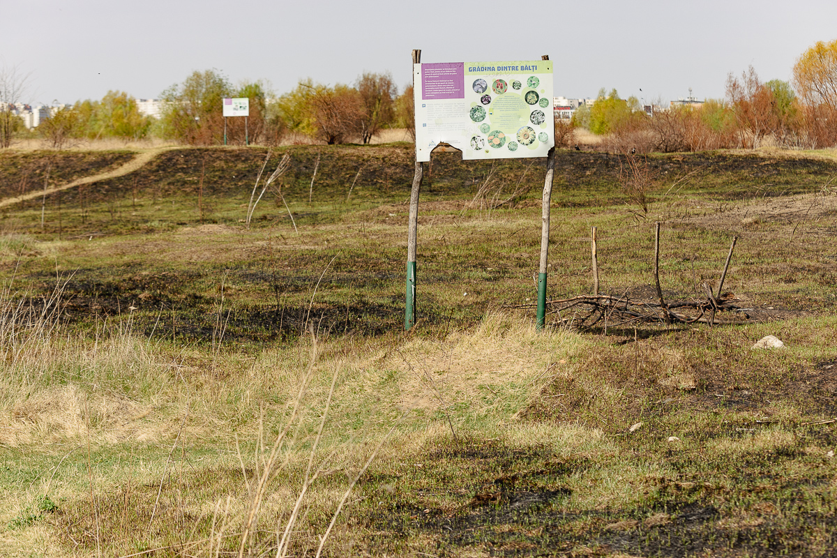 De ce arde Parcul Văcărești? Fără pază și fără regulament, „delta dintre blocuri” a ajuns un focar constant de incendii