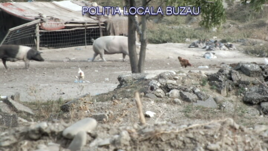 GALERIE FOTO| Descoperire macabră în Buzău. Un crescător de porci își hrănea animalele cu cadavre şi resturi animale