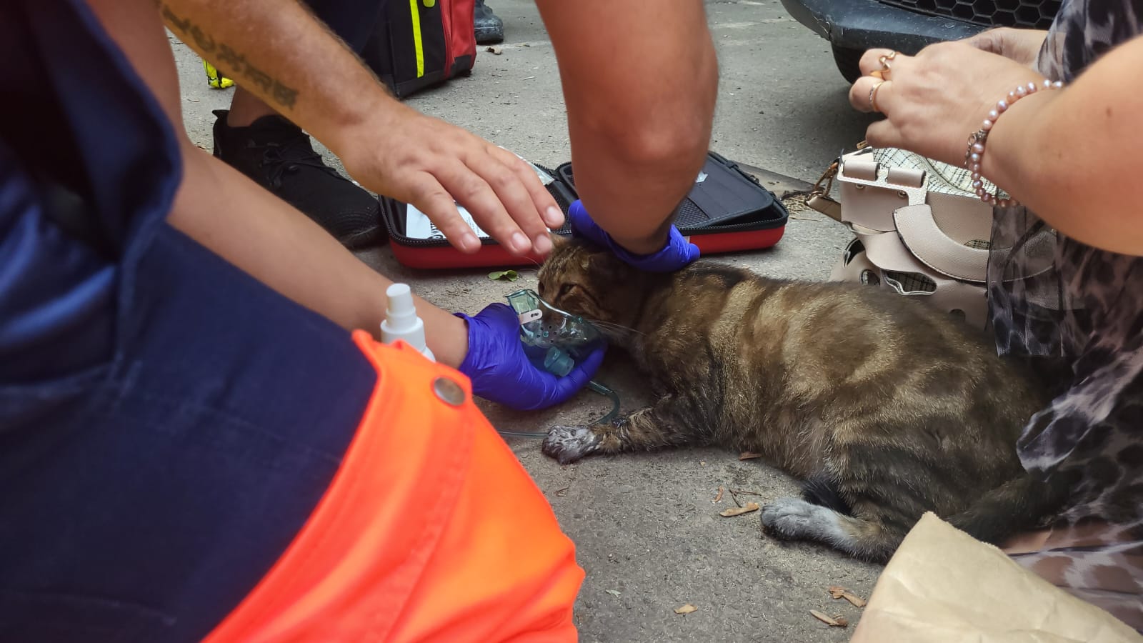 Un motan din Constanța, readus la viață de ambulanțieri, după ce a fost salvat dintr-un incendiu