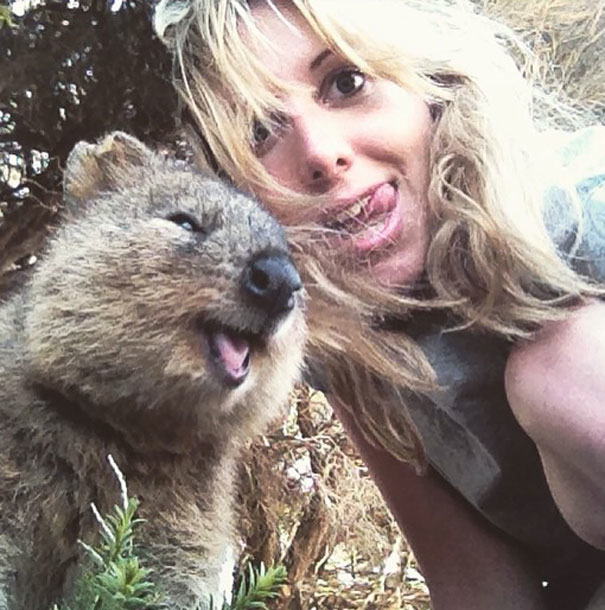Pasagerii unei nave de croazieră, băgați în carantină cu quokka, supranumite cele mai fericite animale din lume
