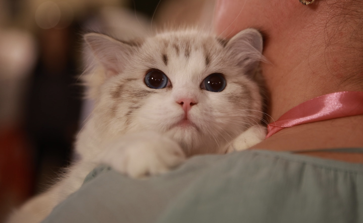 Pisici de top, priviri hipnotizante și povești spectaculoase. Cum a fost la Salonul Felin Internațional SofistiCAT