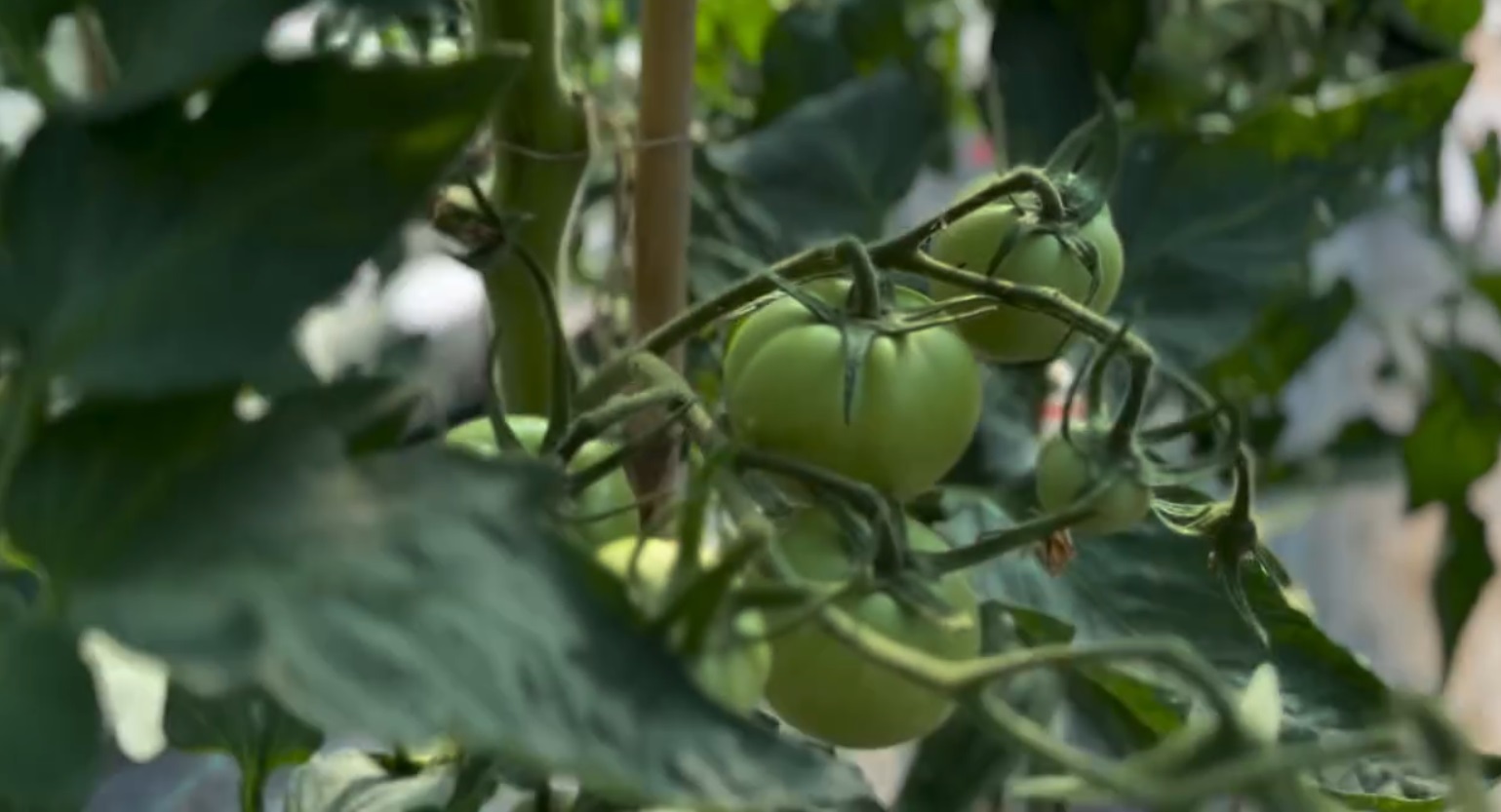 Ce a pățit Dragoș Bucur cu castraveții și roșiile plantate în solar. De dimineață a început munca în grădină: „Este foarte frumos”