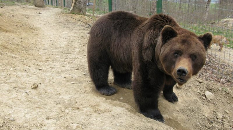 A murit Max, cel mai iubit urs de la rezervația din Zărneşti. Calvarul prin care a trecut, în urmă cu 13 ani