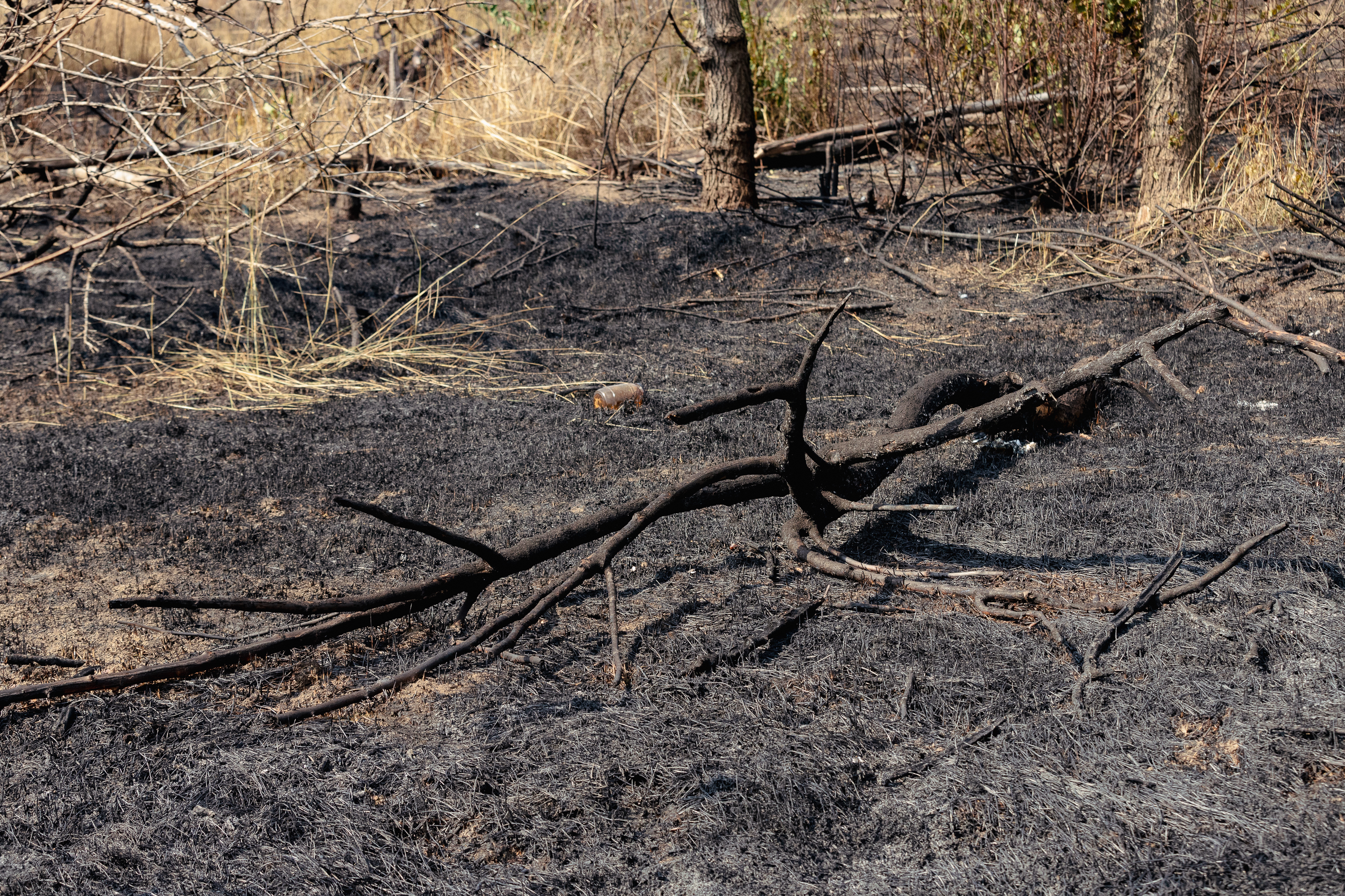 Revolta locuitorilor de lângă Parcul IOR care arde, iar copacii se usucă în mod misterios, sub ochii autorităților: „Ne credeți proști, domnule primar?”