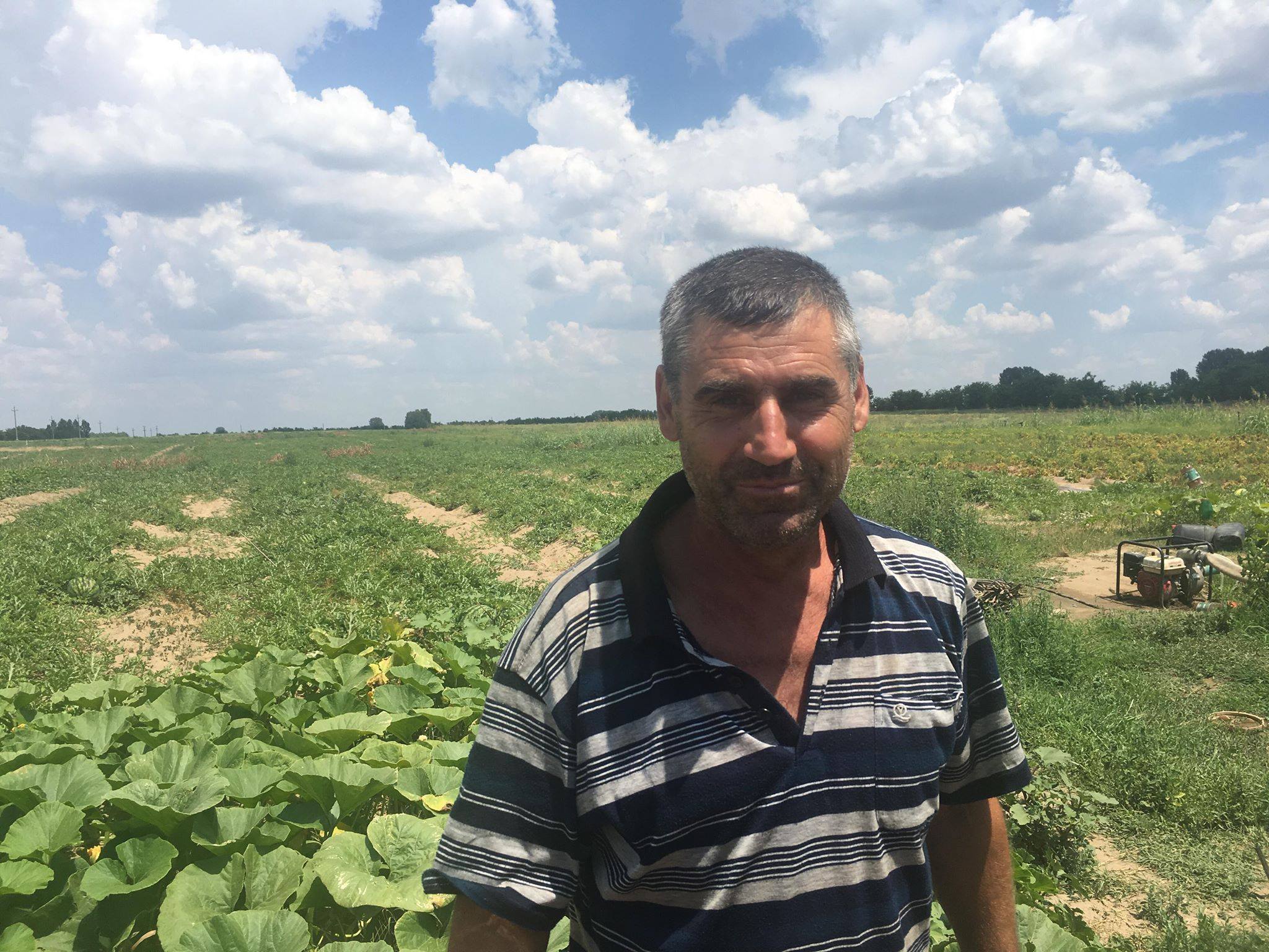 REPORTAJ/ S-a copt lubenița! Dulcele de Dăbuleni va ajunge pe mesele suedezilor. Pe piața românescă n-au fost cerințe! / FOTO