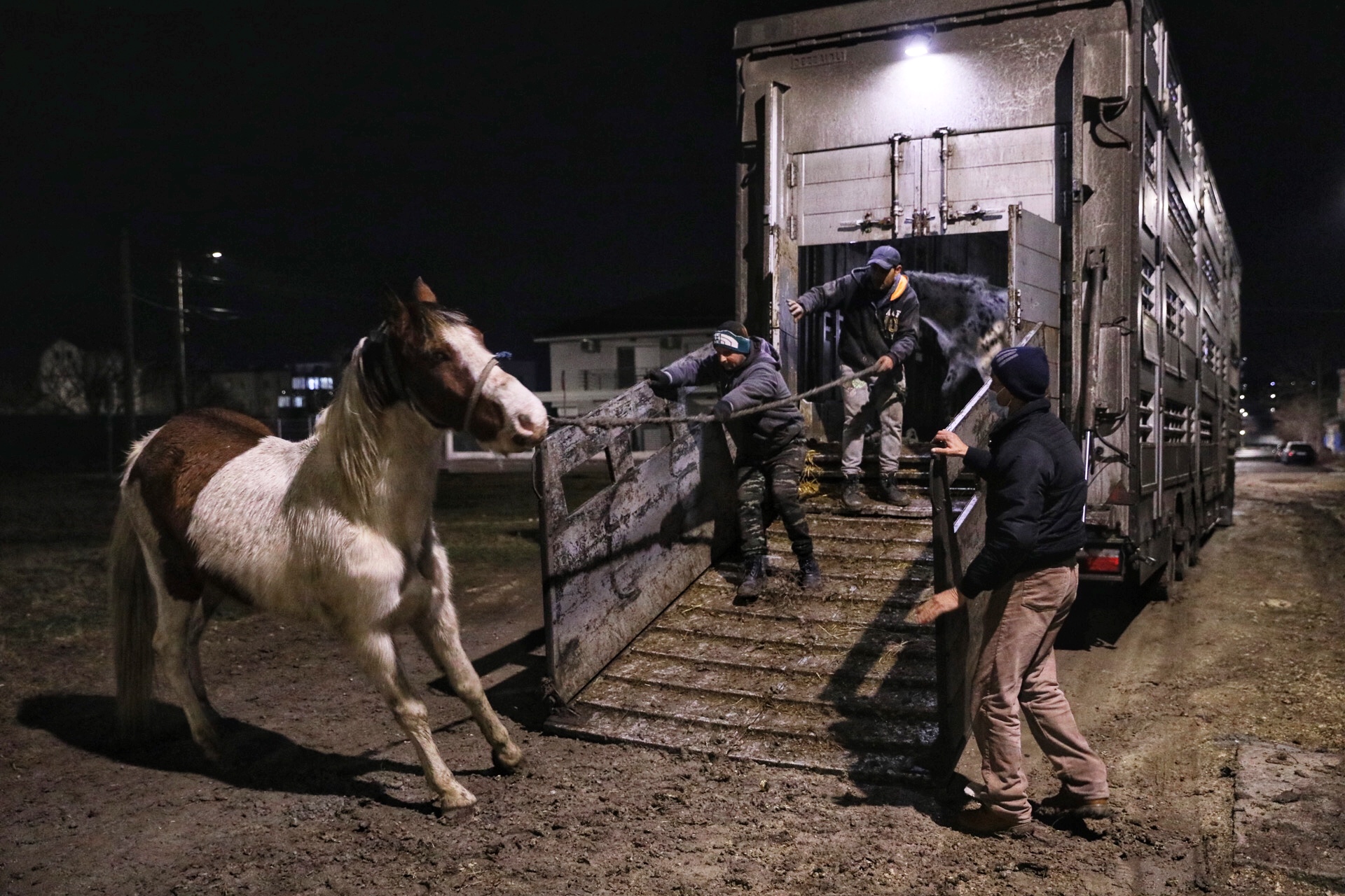 Poliţia Animalelor a împlinit un an. Peste o mie de animale salvate, zeci de dosare penale și 15 persoane arestate