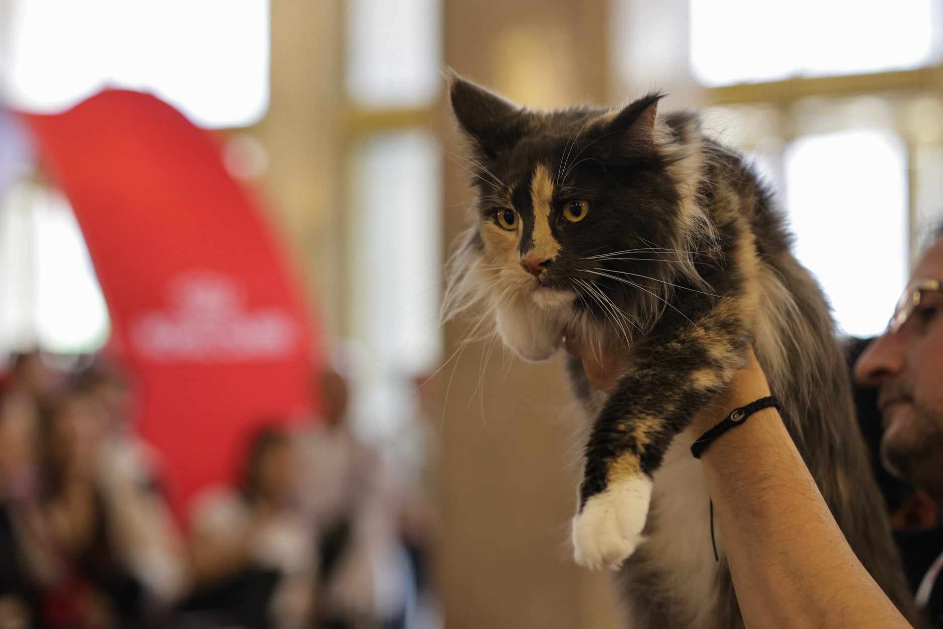 Nordri, câştigătorul cupei europene feline 2024, un superb motan alb din rasa Norvegian de Pădure, poate fi admirat la SofistiCAT, la Sala Palatului