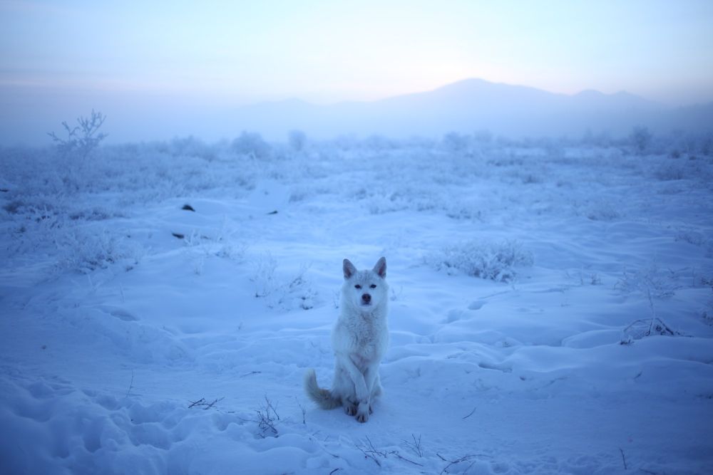 GALERIE FOTO/ Oymyakon, cel mai friguros loc de pe Pământ. S-au înregistrat temperaturi de minus 71,2 grade (VIDEO)