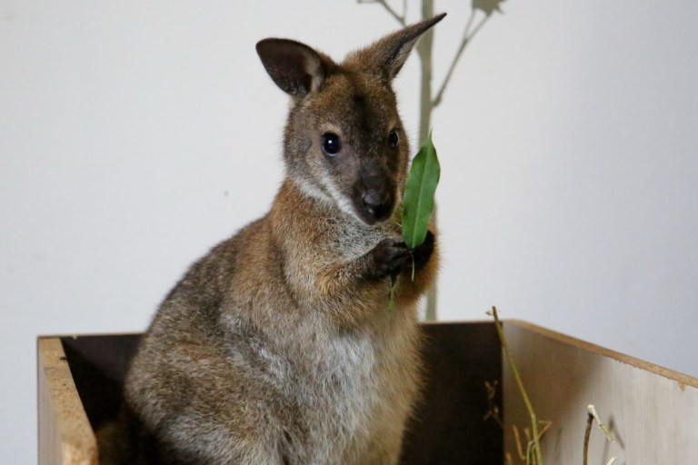 Un tânăr din Cluj crește un cangur ca animal de companie. Din Australia, Rin s-a adaptat în inima Transilvaniei