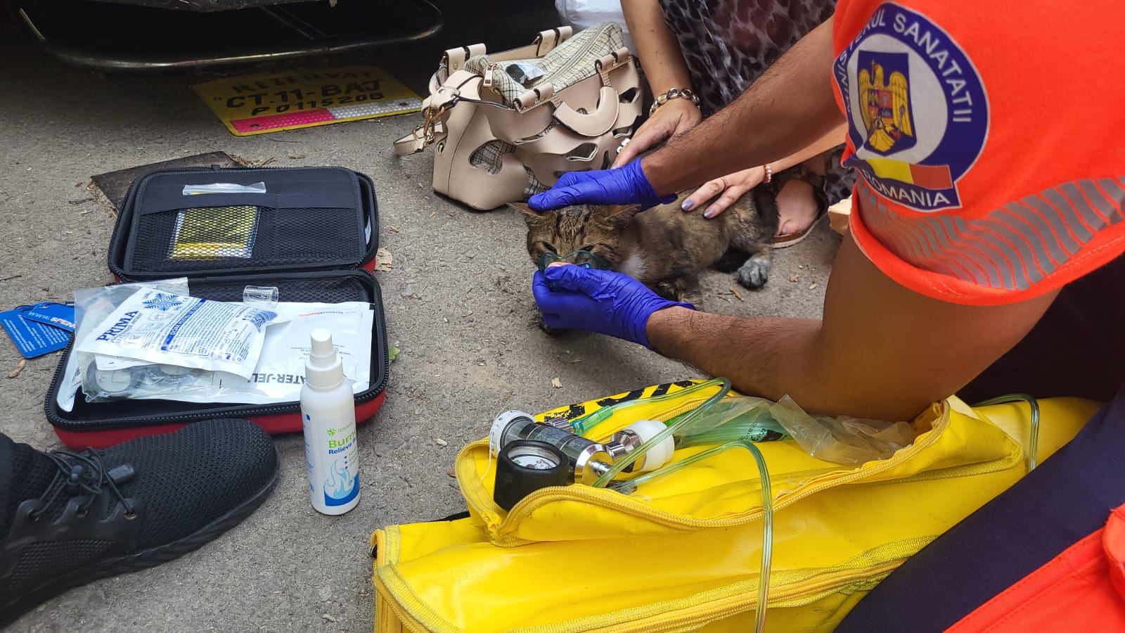 Un motan din Constanța, readus la viață de ambulanțieri, după ce a fost salvat dintr-un incendiu