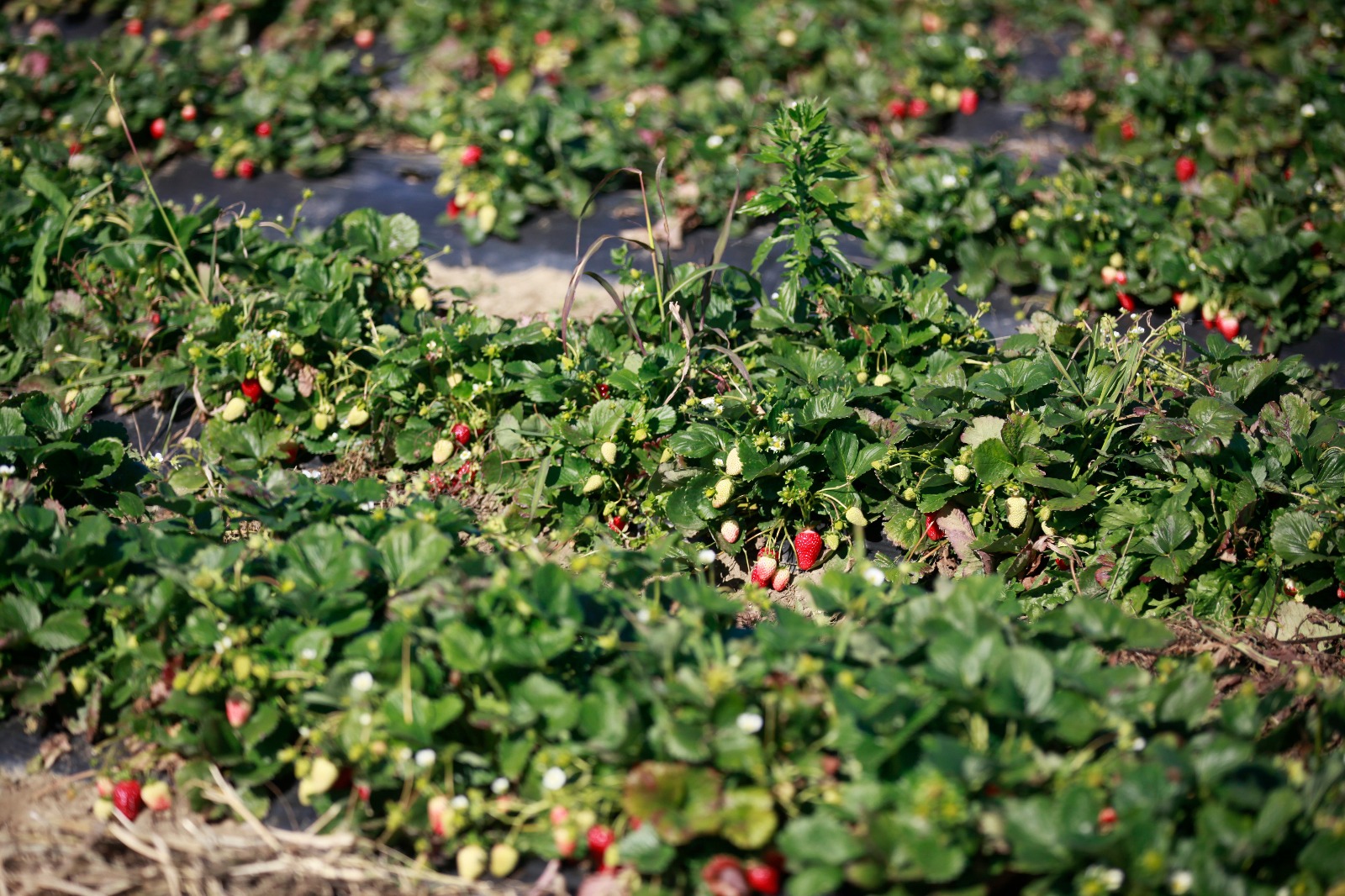 Nouă studenți la Agronomie au făcut dulceață de căpșuni la Vernești trecând prin toate etapele realizării produsului | GALERIE FOTO