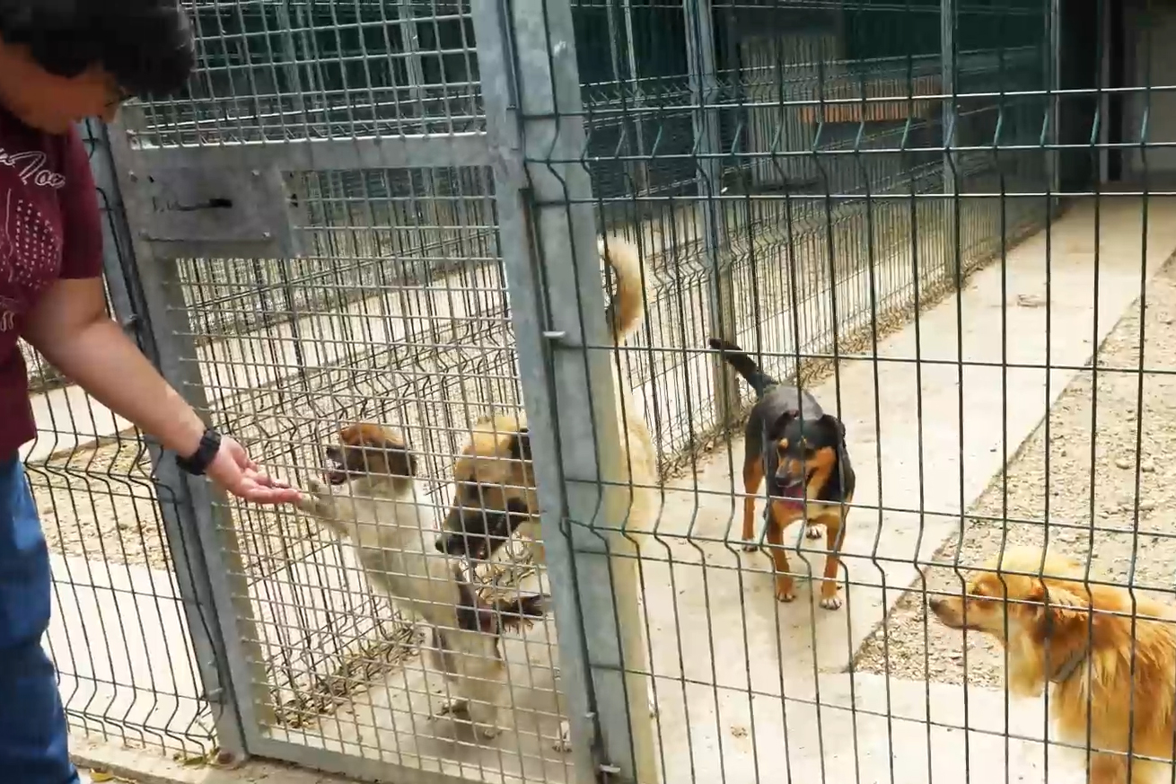 Acasă la motanul Putin şi câinele Zelenski. 30 de animale salvate din Ucraina şi-au găsit salvarea la un adăpost din Cernavodă