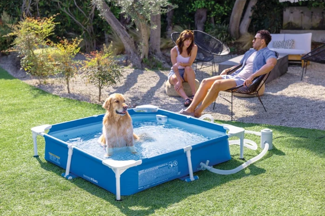 Cele mai bune piscine pentru câini: cât costă, ce modele există și cum alegi varianta potrivită