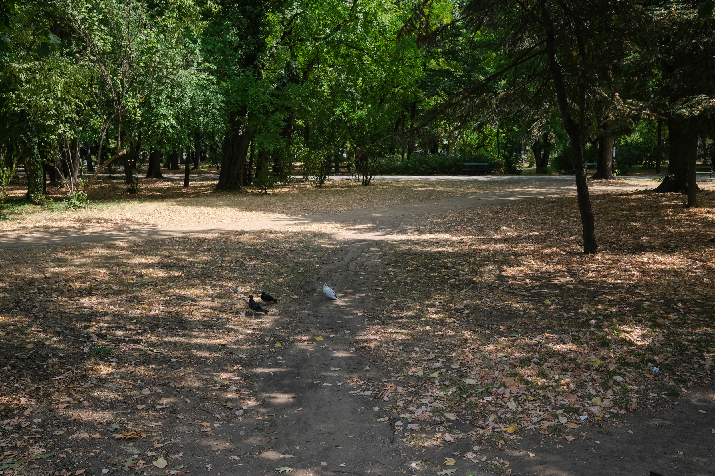 Parcul Herăstrău, degradarea continuă. Bănci rupte, iarbă lipsă, alei crăpate și arteziene fără apă