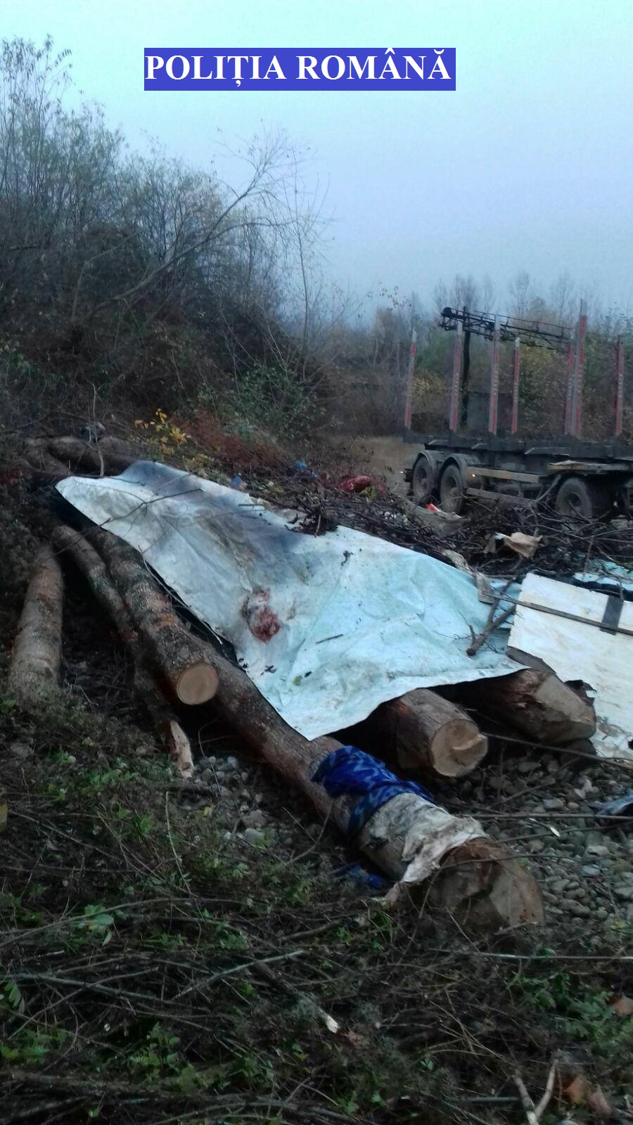 Operațiuni ilegale cu lemn, în județul Caraș-Severin. Polițiștii au confiscat peste 100 de metri cubi de material lemnos