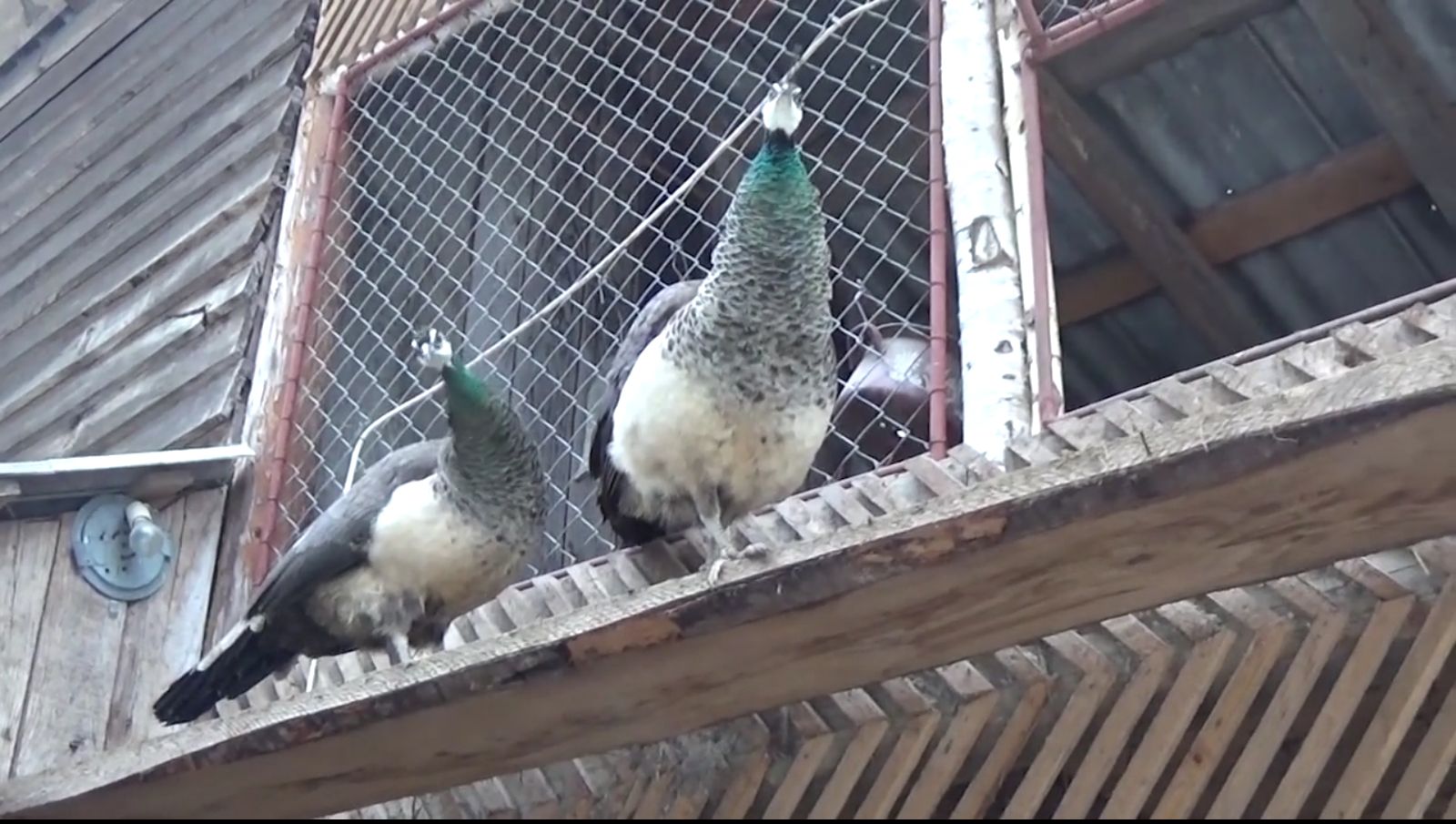 Şi-a făcut grădină ZOO în vârf de munte! GALERIE FOTO