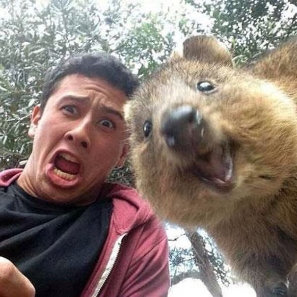 Pasagerii unei nave de croazieră, băgați în carantină cu quokka, supranumite cele mai fericite animale din lume