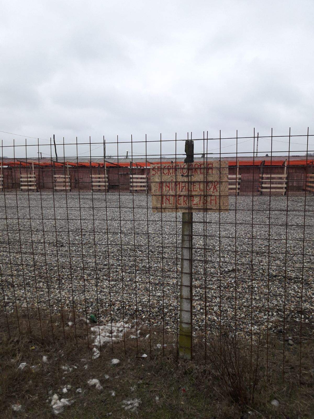 Târgul de la Călugăreni a fost autorizat! Comercianții au acum unde să-și vândă animalele