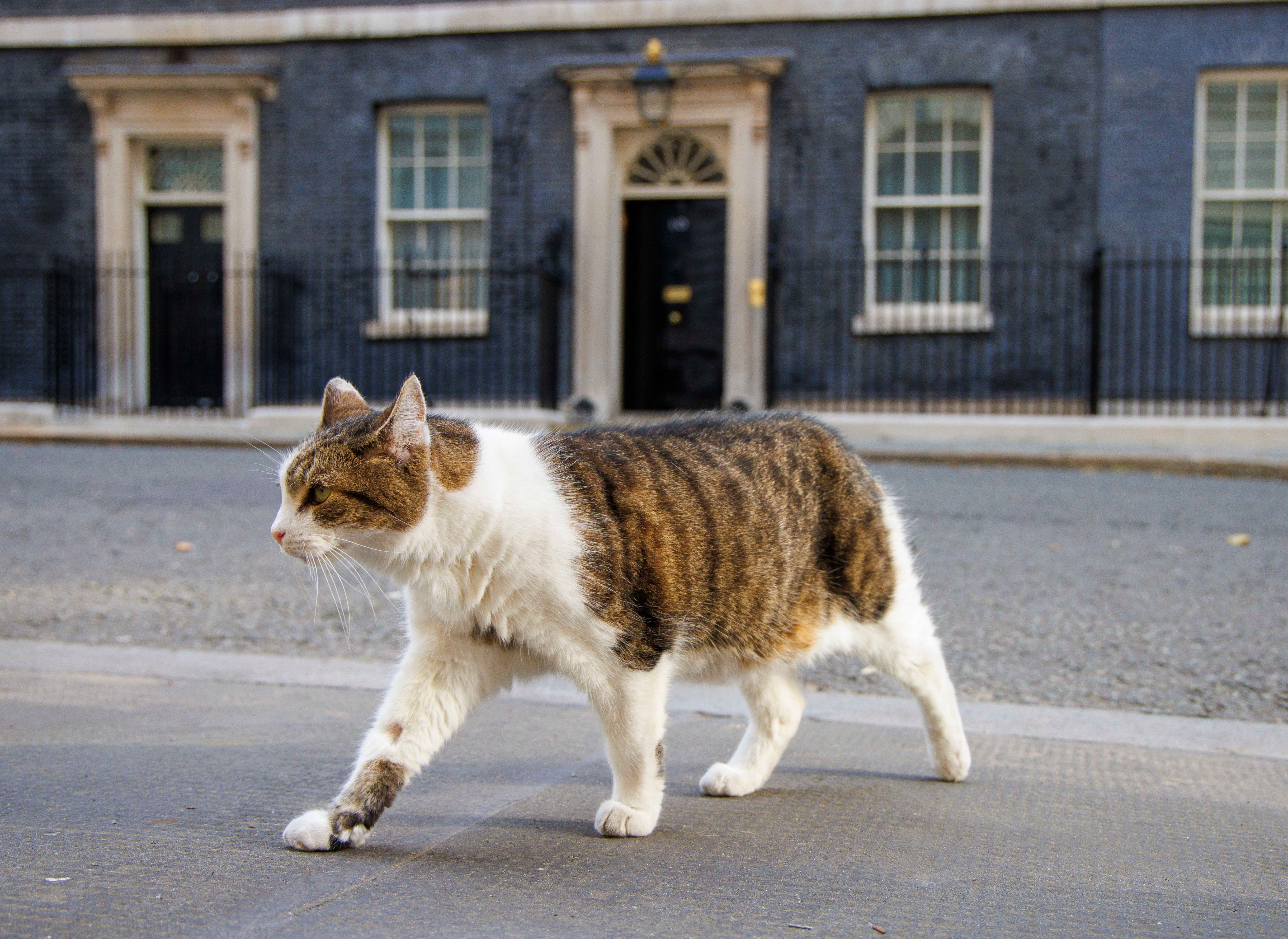 Invazie de șoareci în cartierul guvernamental din Londra. Motanul Larry, „cel mai vechi locatar din Downing Street”, are concurență