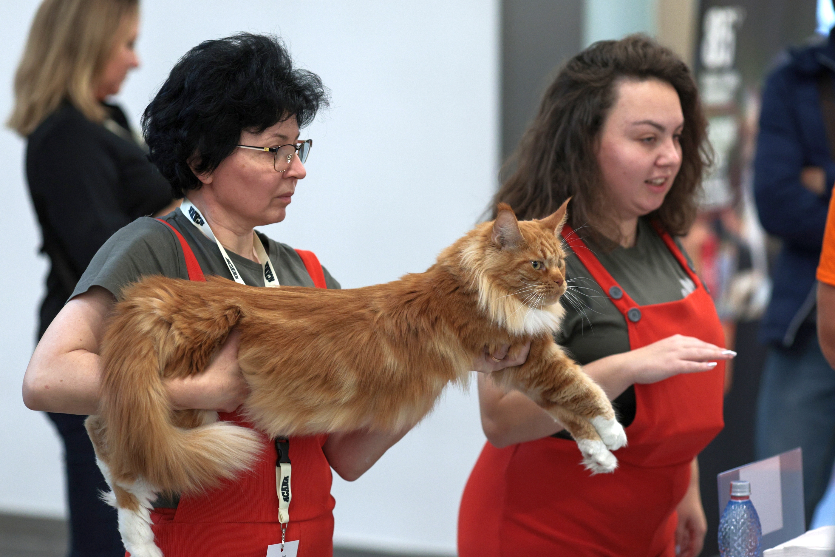 FOTO. Pisicile au pus stăpânire pe un mall din Capitală. Peste 250 de exemplare participă la Expoziția Internațională Feline WCF