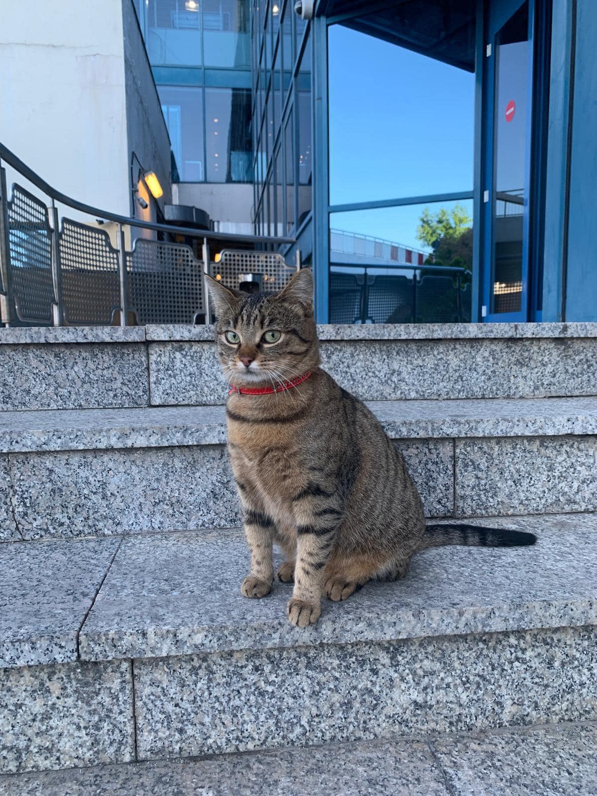 A dispărut Vasi, pisica-mascotă a Aeroportului Otopeni. Angajații fac apel la populație pentru a o găsi