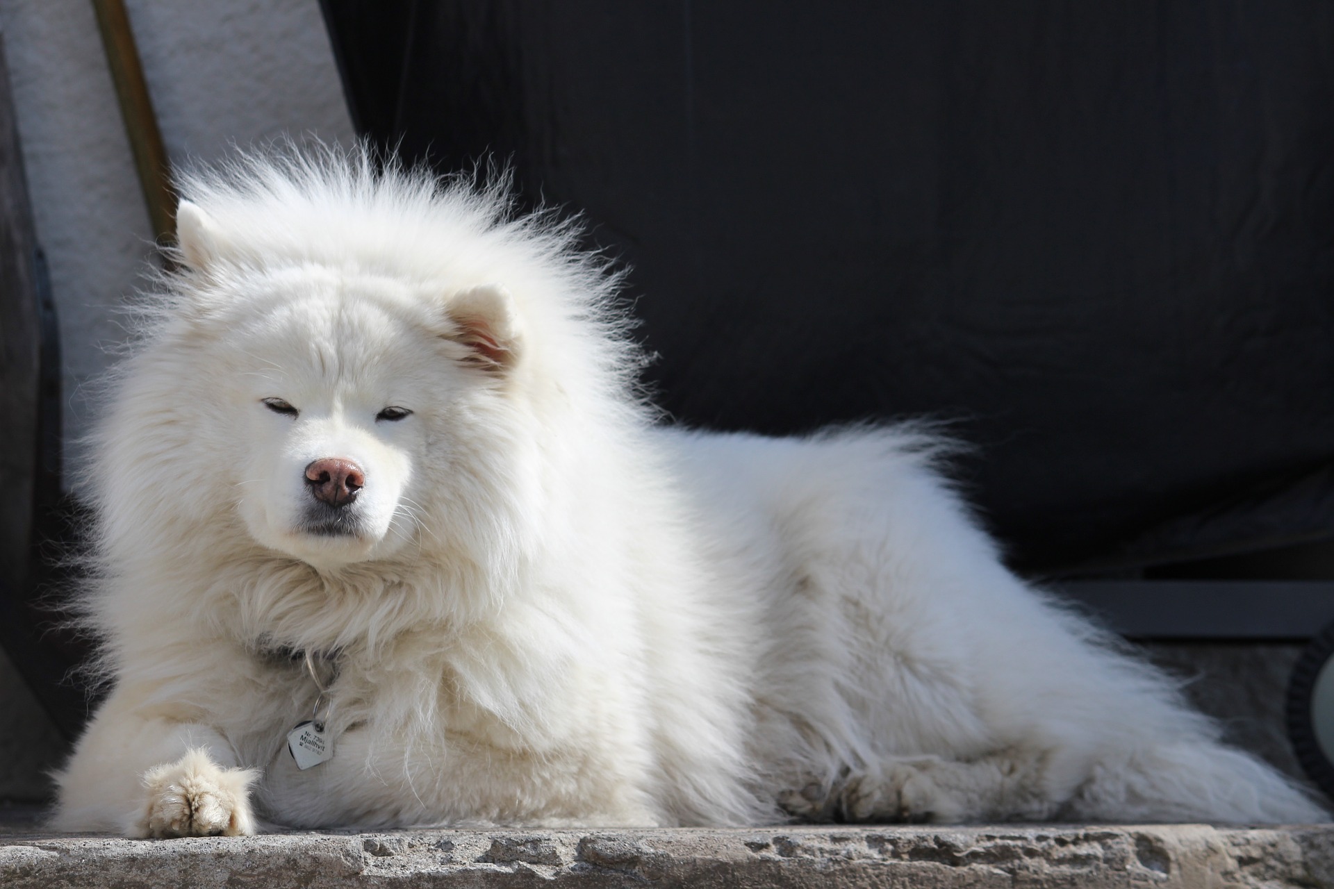 Samoyed - ce caracteristici are patrupedul cu "zâmbet Samoyed"