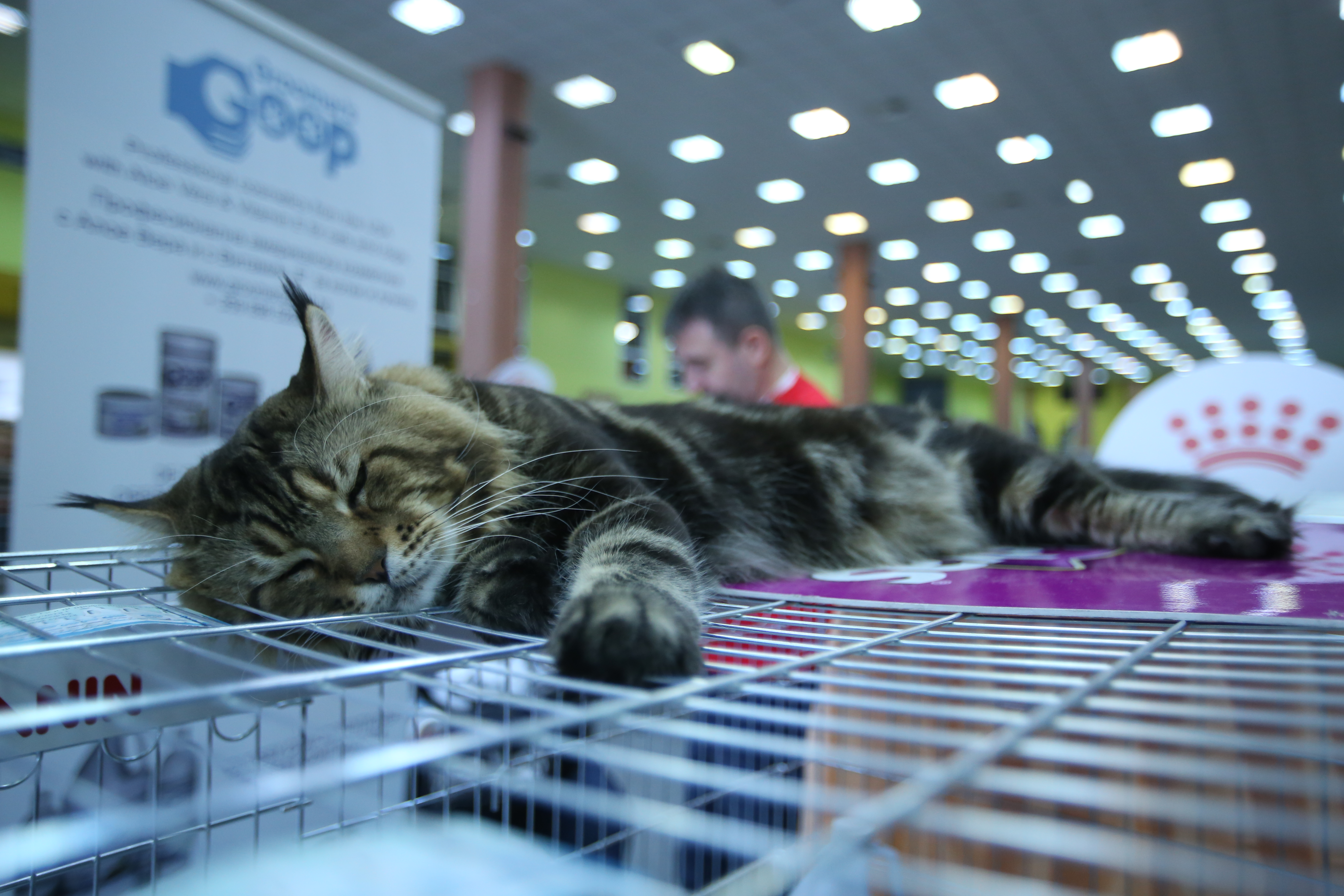 FOTO EXCLUSIV/ Expoziție de feline la Romexpo. Peste 250 de pisici de rasă din toată lumea vor putea fi admirate în acest weekend