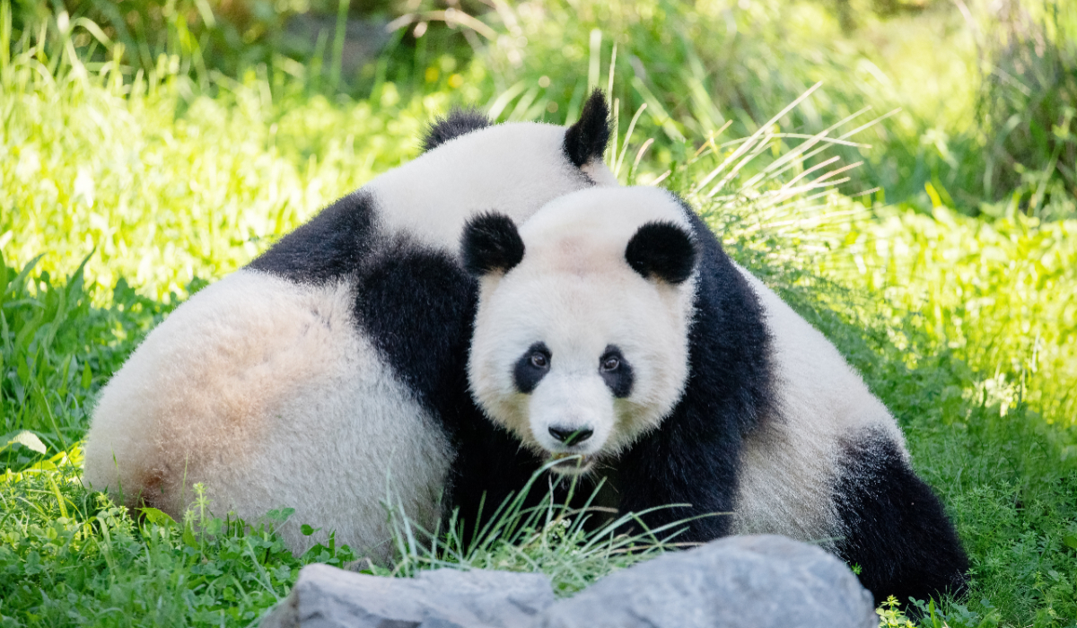 Cei doi urși panda Ping Ping și Fu Shuang, oferiți de Xi Jinping lui Donald Trump