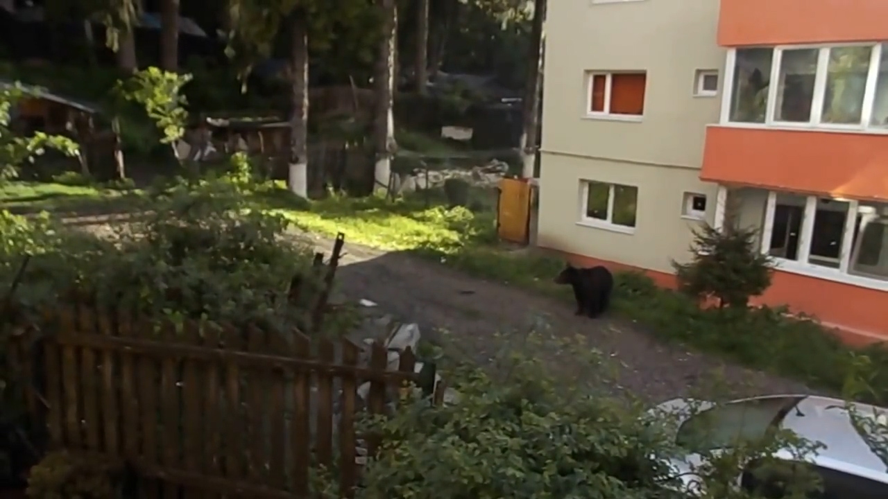 Panică în Bușteni! Un urs înfometat «a luat masa» la tomberonul dintre blocuri